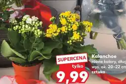 Kaufland Kalanchoe oferta