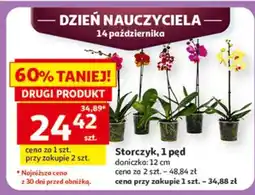 Auchan Storczyk, 1-pęd oferta