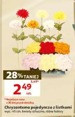 Auchan Chryzantema pojedyncza z listkami oferta