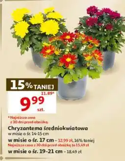 Auchan Chryzantema średniokwiatowa oferta