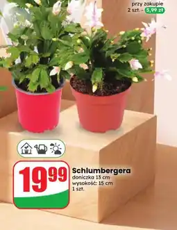 Dino Schlumbergera oferta