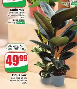 Dino Ficus mix oferta