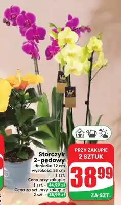 Dino Storczyk 2-pędowy oferta