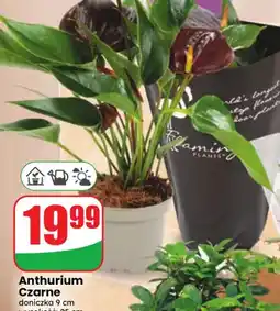 Dino Anthurium czarne oferta