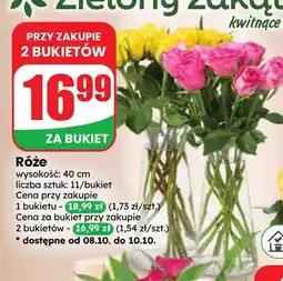 Dino Róże oferta
