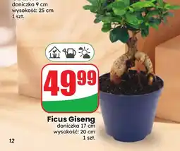 Dino Ficus Giseng oferta