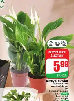 Dino Skrzydłokwiat oferta