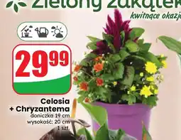 Dino Celosia + Chryzantema oferta