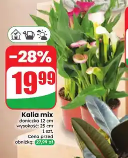 Dino Kalia mix oferta