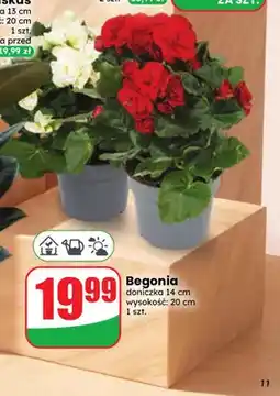 Dino Begonia oferta