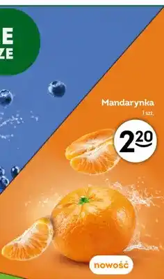 Żabka Mandarynka oferta
