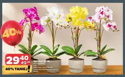 Netto Storczyk 52 cm oferta