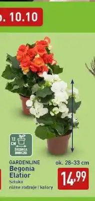 ALDI Begonia Elatior Gardenline oferta