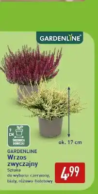 ALDI Wrzos zwyczajny Gardenline oferta