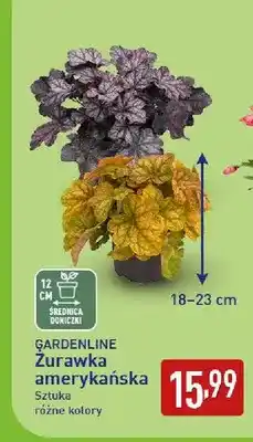 ALDI Żurawka amerykańska Gardenline oferta