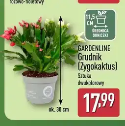 ALDI Grudnik Zygokaktus Gardenline oferta