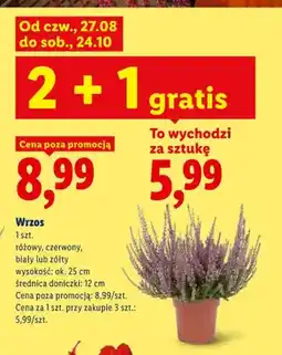 Lidl Wrzos różowy oferta