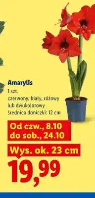Lidl Amarylis czerwony oferta