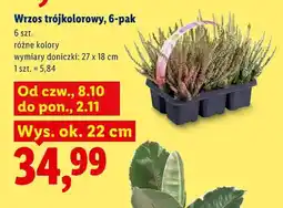 Lidl Wrzos trójkolorowy 6-pak oferta