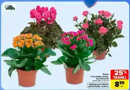 Carrefour Kwiat CYKLAMEN, RÓŻA, KALANCHOE oferta