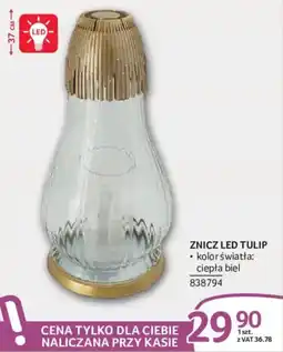 Selgros Znicz LED Tulip oferta