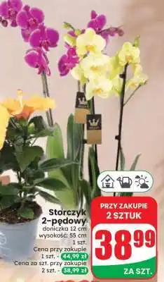Dino Storczyk 2-pędowy oferta