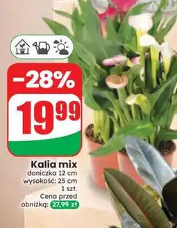 Dino Kalia mix oferta