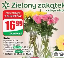 Dino Róże oferta