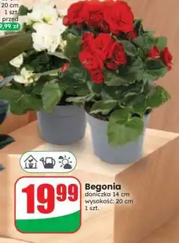 Dino Begonia oferta