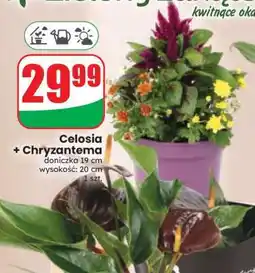 Dino Celosia + Chryzantema oferta