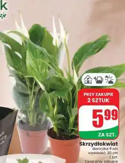 Dino Skrzydłokwiat oferta