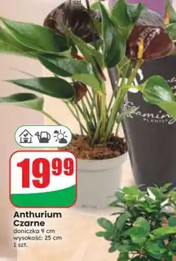 Dino Anthurium Czarne oferta