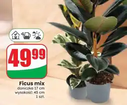 Dino Ficus mix oferta
