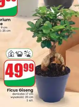 Dino Ficus Giseng oferta