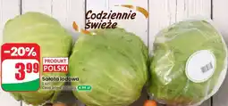 Dino Sałata lodowa oferta