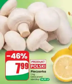 Dino Pieczarka oferta