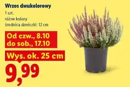 Lidl Wrzos dwukolorowy oferta