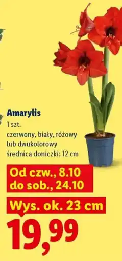 Lidl Amarylis oferta