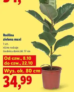 Lidl Roślina zielona maxi oferta