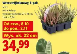 Lidl Wrzos trójkolorowy oferta