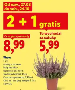 Lidl Wrzos oferta