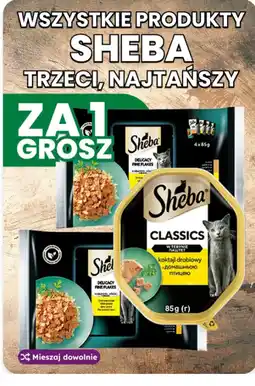 Dino Sheba Classics oferta