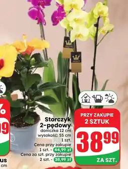 Dino Storczyk oferta