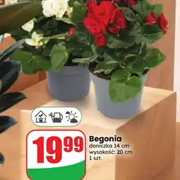 Dino Begonia oferta