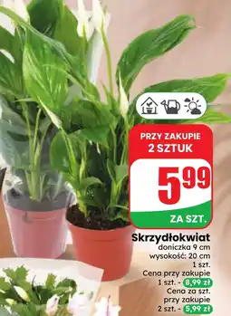 Dino Skrzydłokwiat oferta
