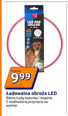 Action Ładowalna obroża LED oferta