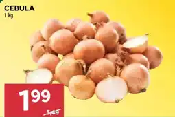 Stokrotka CEBULA oferta