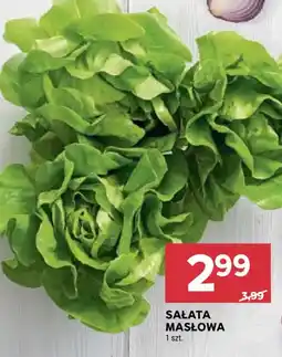 Stokrotka Sałata Masłowa oferta