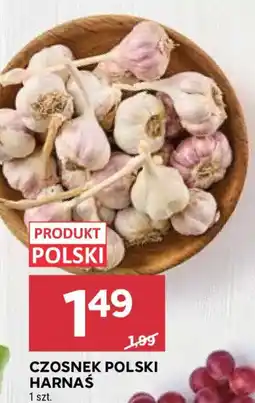 Stokrotka Czosnek Polski Harnaś oferta
