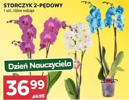 Stokrotka Storczyk 2-pędowy oferta